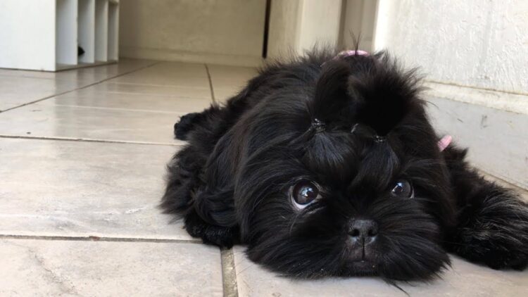 Black Shih Tzu Puppies near me