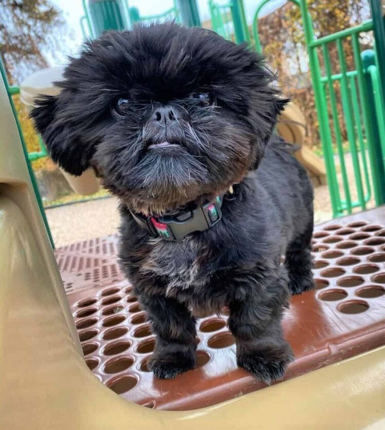 Black Shih Tzu Puppies in delhi