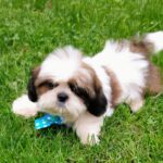 Cute Shih Tzu Dual Colour Puppies for sale- registered in Delhi, India