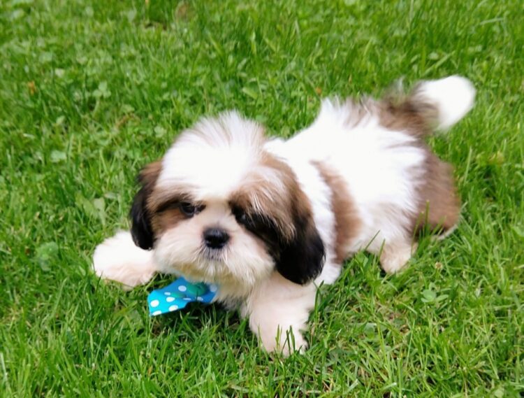 Cute Shih Tzu Dual Colour Puppies for sale- registered in Delhi, India