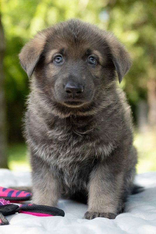 German Shepherd (smooth coat) puppies for sale near me in Delhi