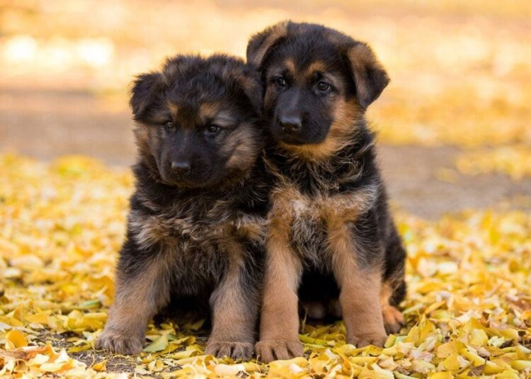 Buy registered German Shepherd (smooth coat) puppies in Delhi