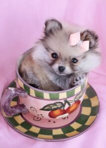Teacup Pomeranian sitting peacefully in Teacup