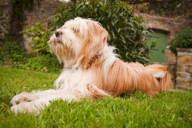 Tibetan Terrier Puppies For Sale