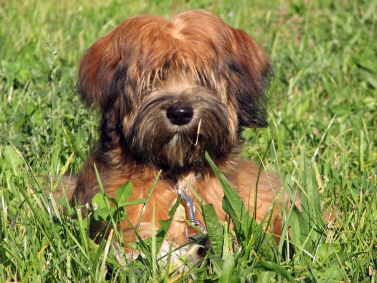 Tibetan Terrier Puppies For Sale
