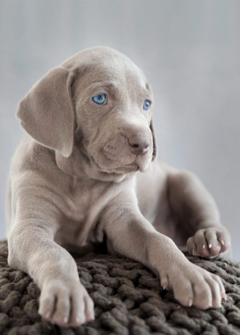 Weimaraner puppy in india