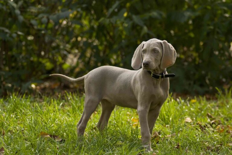 Weimaraner near me in delhi