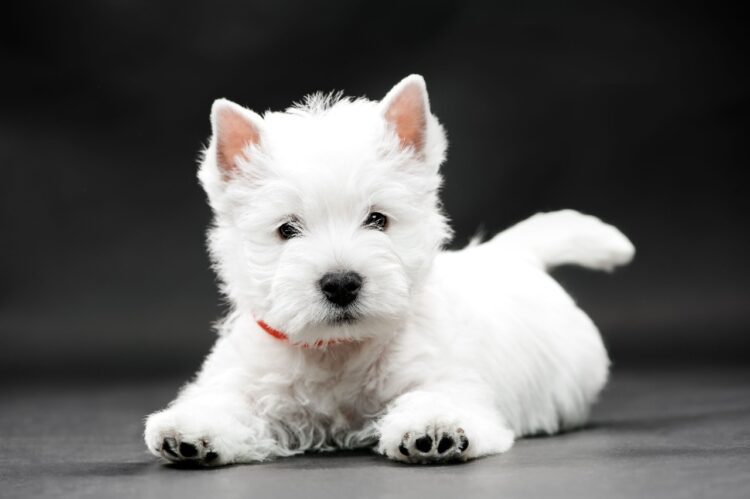 West Highland White Terrier puppies for sale near me