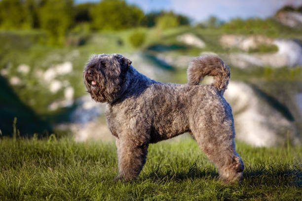 Bouvier Des Flandres Puppies For Sale