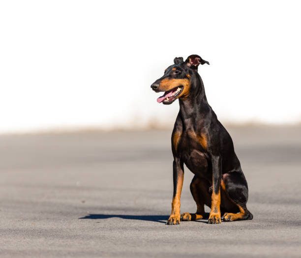 Manchester Terrier Puppies For Sale