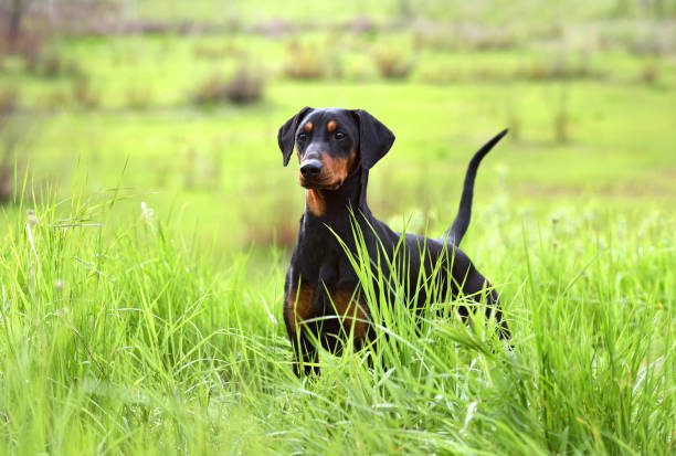 Protective Doberman Pinscher near me