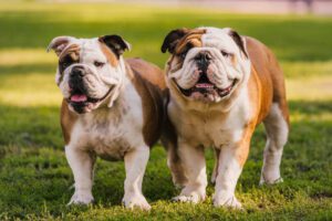 Bulldog Dual Colour Puppies For Sale In India