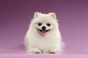 Cultural Pomeranian Puppies For Sale