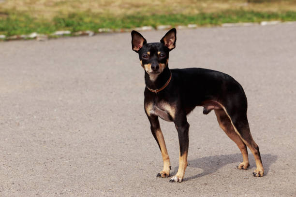 Manchester Terrier Puppies For Sale