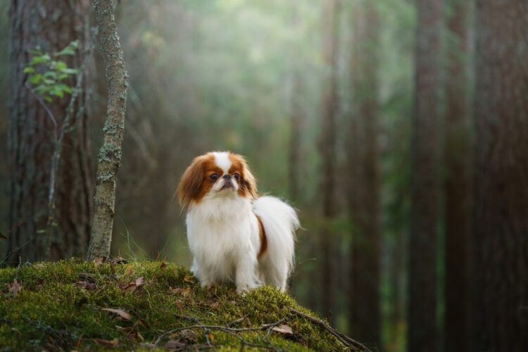 Japanese Chin Puppies For Sale