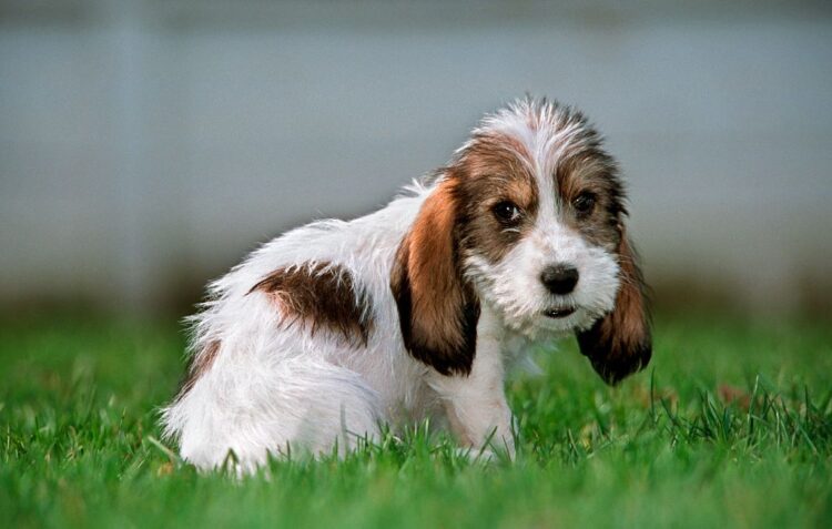 Grand Basset Griffon Vendeen Puppies For Sale