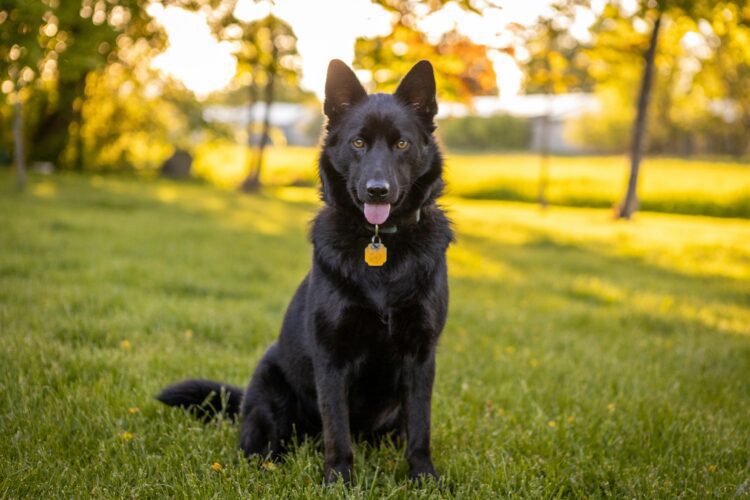 German Shepherd for sale- registered and vaccinated
