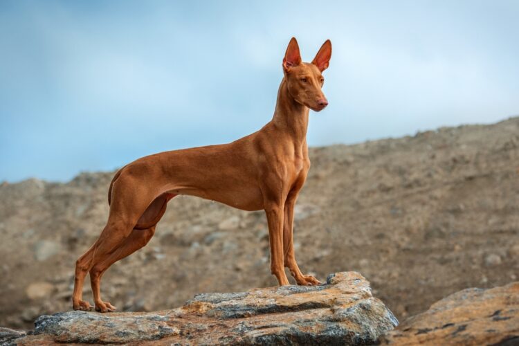 Pharaoh Hound Puppies For Sale