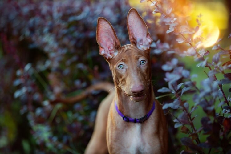 Pharaoh Hound Puppies For Sale