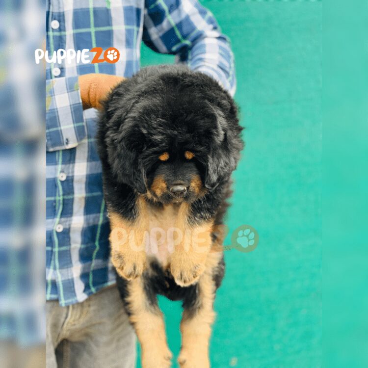 Ollie