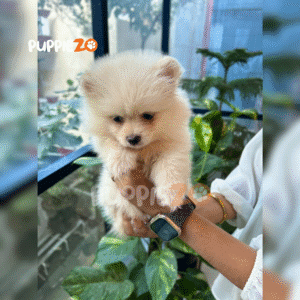 light brown Toy Pom Puppies – Adorable, Small Breed & Certified Toy Pomeranians