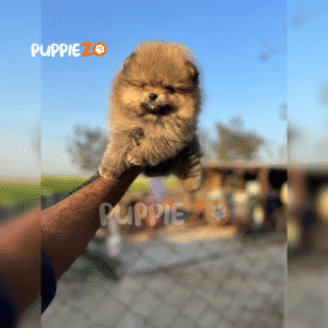 Toy Pom Price – Loyal, Cute & KCI Registered Toy Pom Puppies For Sale