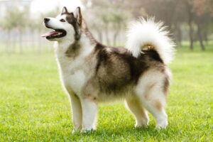 Elegant Alaskan Malamute for sale near me
