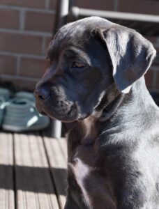 Blue Cane Corso Puppies For Sale