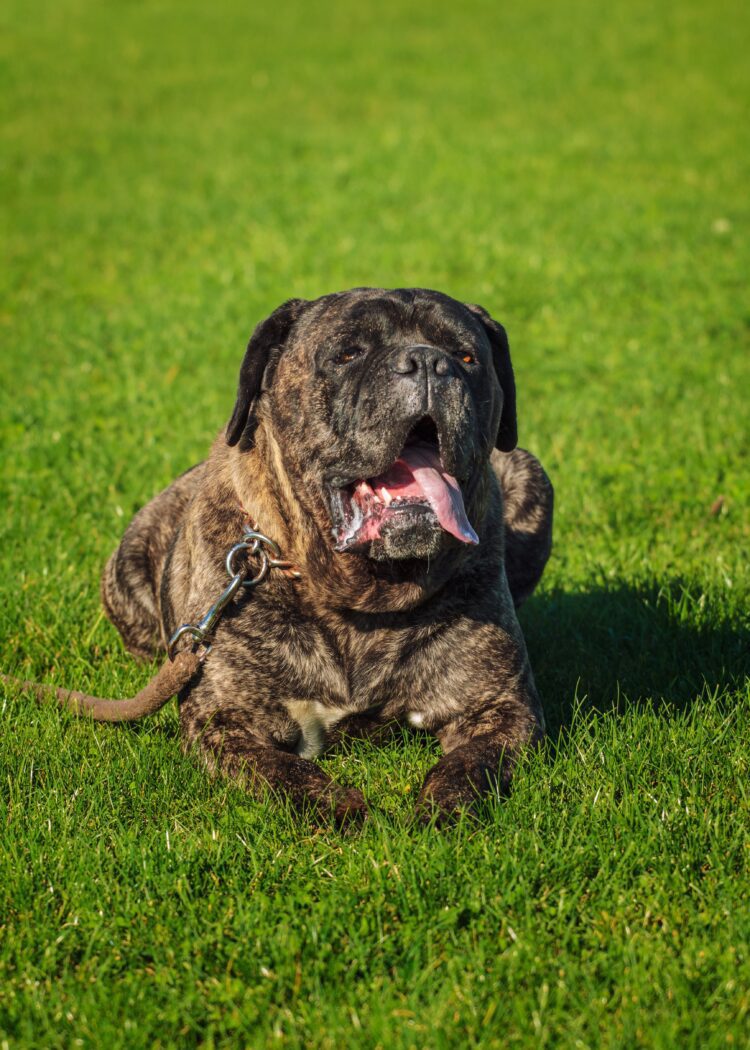 Beautiful Cane Corso Brindle puppy