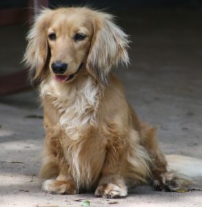 Cute Dachshund Long Hair puppy for sale in India