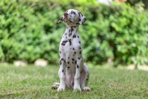 Dalmatian Brown & White Puppies for sale
