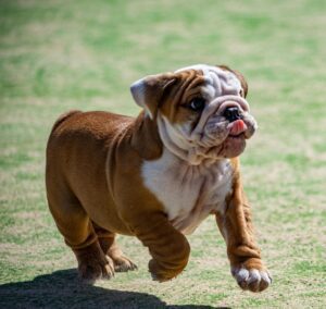 Bull Dog Puppies For Sale