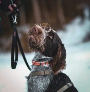 German Wirehaired Pointer Puppies For Sale- vaccinated