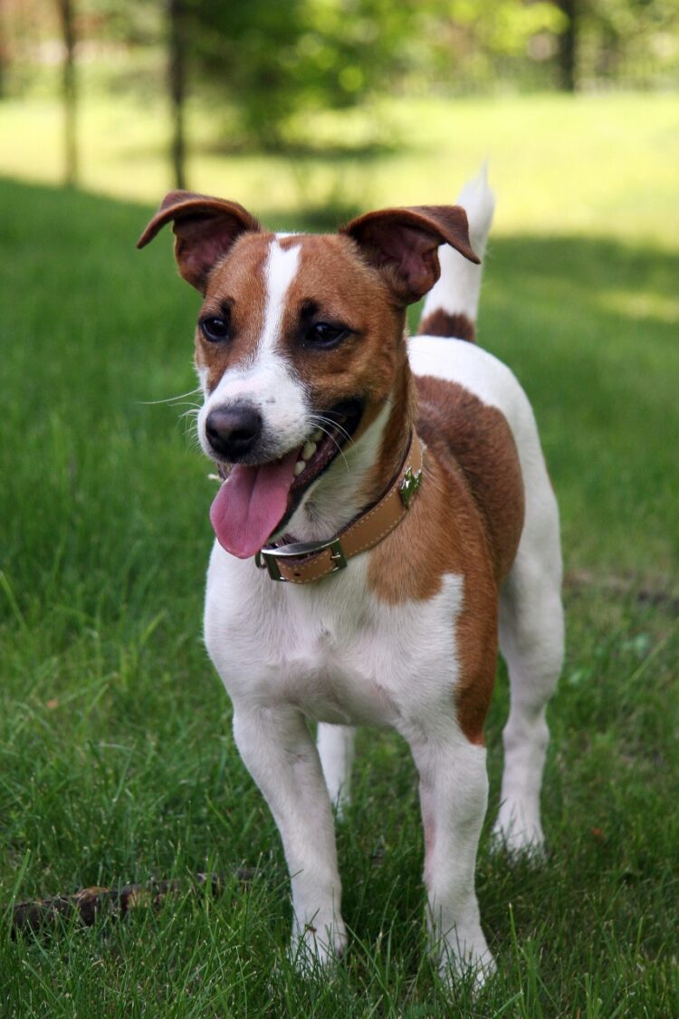 Jack Russell Terrier Dual Colour Puppies For Sale
