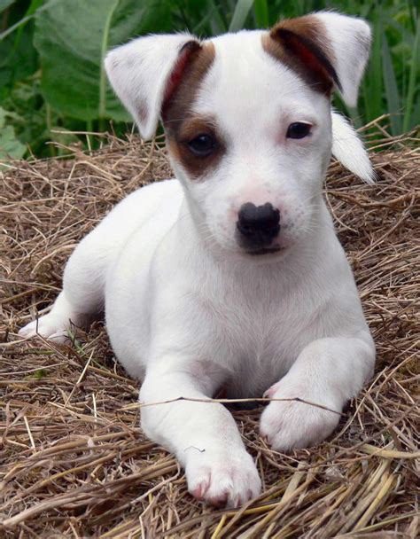 Jack Russell Terrier Dual Colour Puppies For Sale