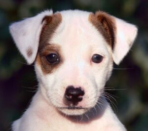 Jack Russell Terrier Rough Coat in delhi