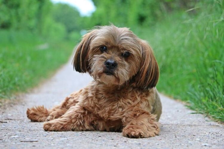Lhasa Apso Tri Colour Puppies For Sale