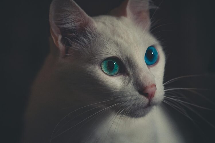 White Persian Cat with Blue Colour Eyes for sale- vaccinated