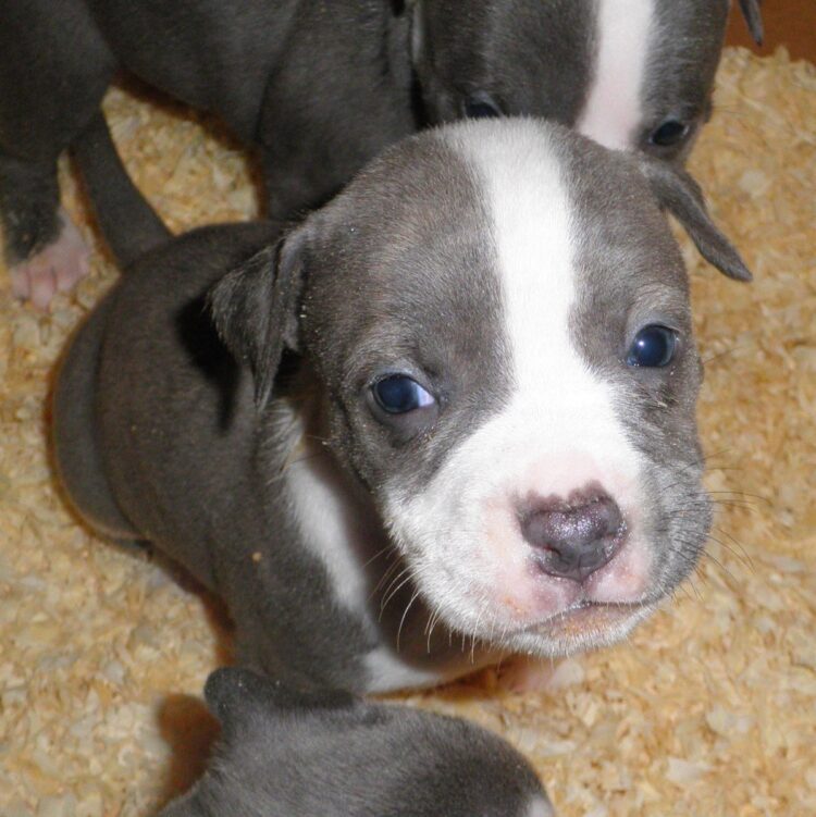 Pitbull Xl Puppies For Sale