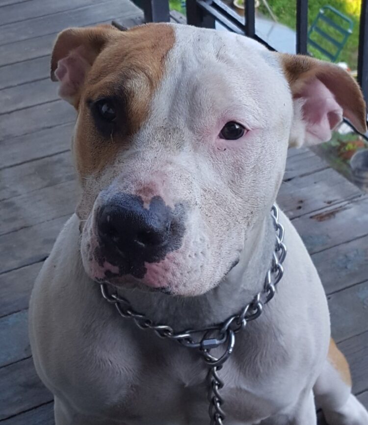 Pitbull XL puppies for sale