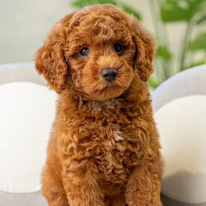 Poodle Puppies For Sale