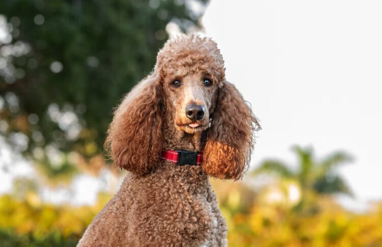 Poodle Puppies For Sale