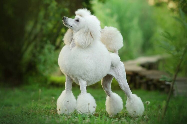 Poodle Puppies For Sale