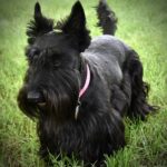 Scottish Terrier Puppies For Sale