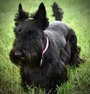 Scottish Terrier Puppies For Sale