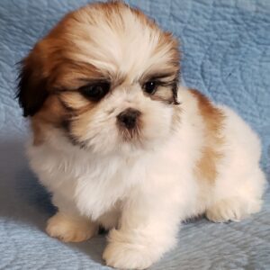 Shih Tzu Tri Colour Puppies for sale in India