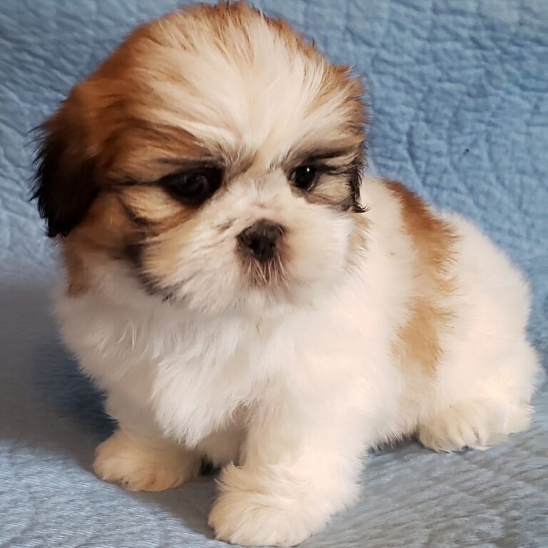 Shih Tzu Tri Colour Puppies for sale in India