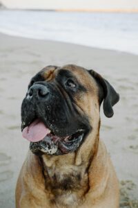 Bullmastiff Puppies For Sale