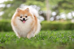 Pomeranian Puppies for Sale in Delhi, India