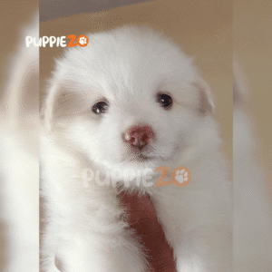 Toy Pom Puppies in white color with tiny tose and big smile